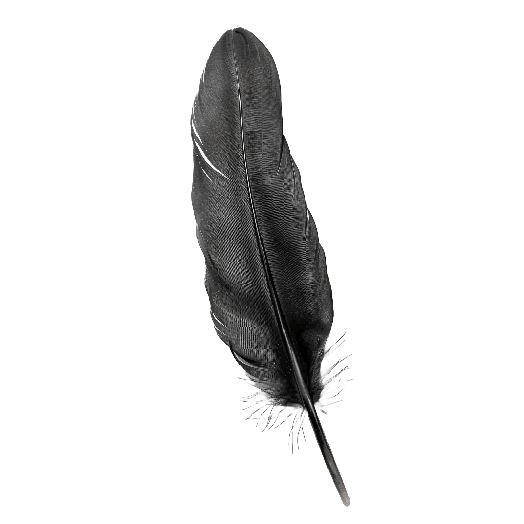 Feather realistic stock photography white background uk Feather PNG