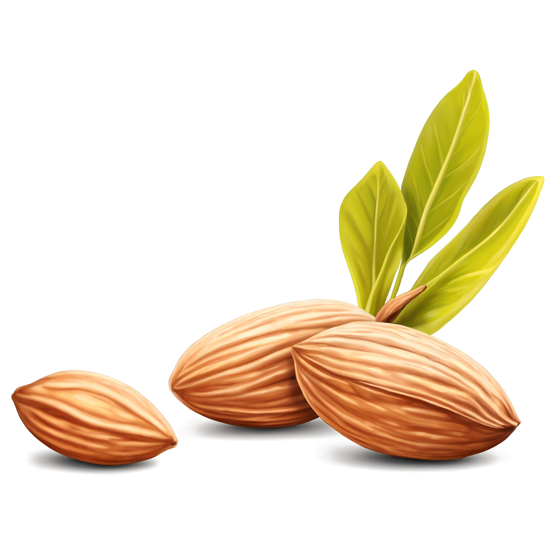 Graphic Design Almonds full details or high quality 4k realis 7