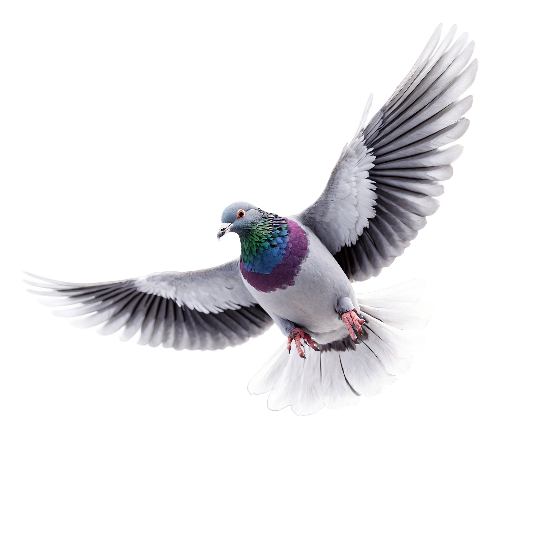 Lifelike Vision Pigeon flying neat and clean good qulity full 2