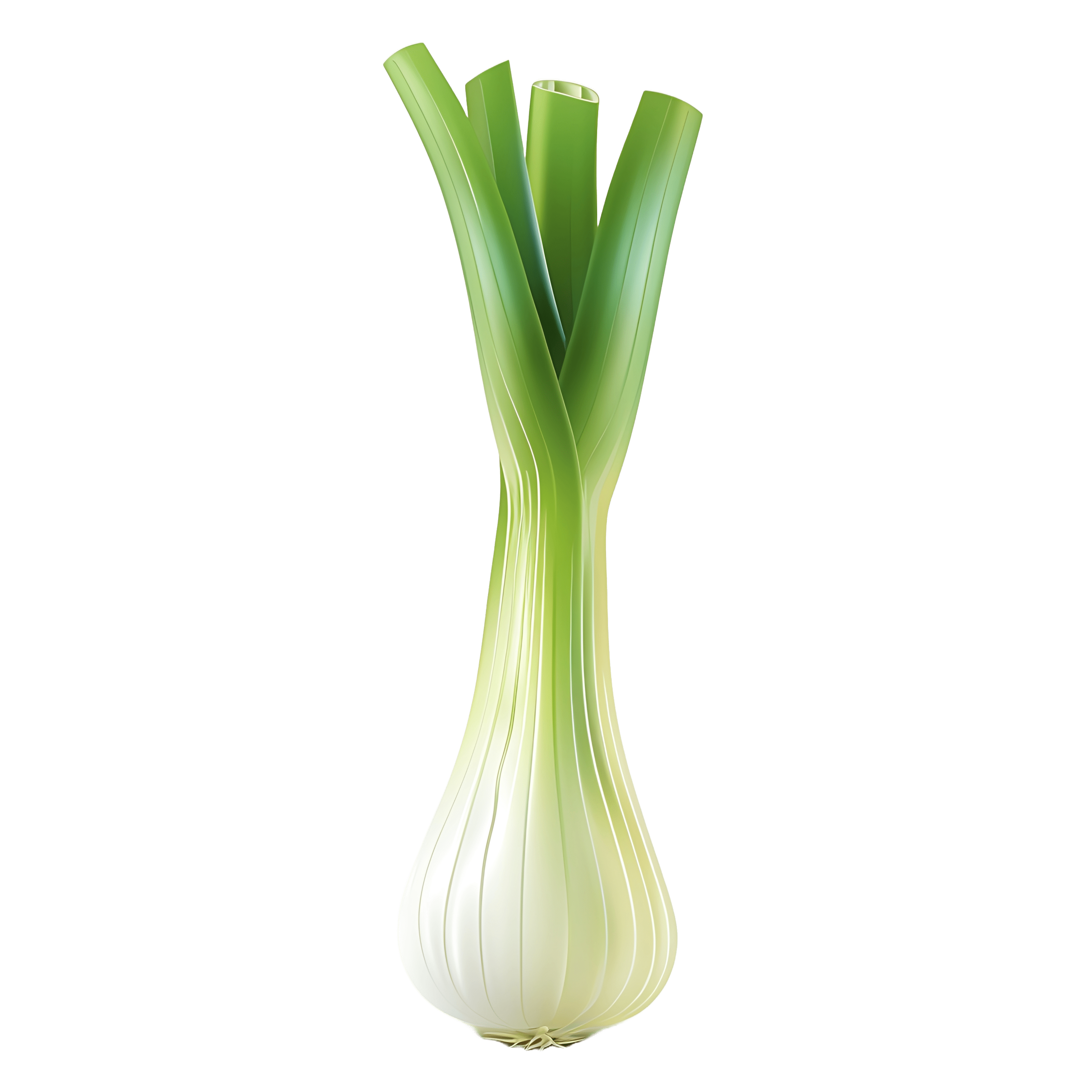jawadseotoolninja 55781 17625 Leek realistic 2d cartoon on whit 17accd21 60e0 4c93 a528 389f6bdc6fff
