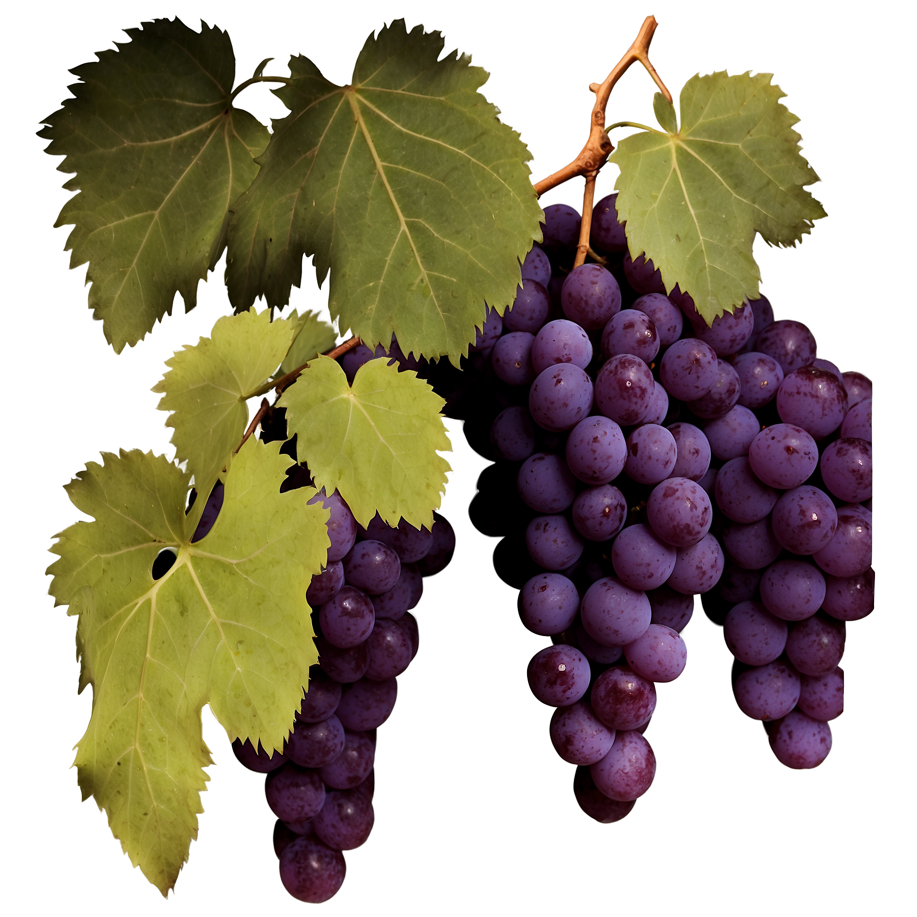 Lifelike Vision Grapes full details or high quality 4k realist 2