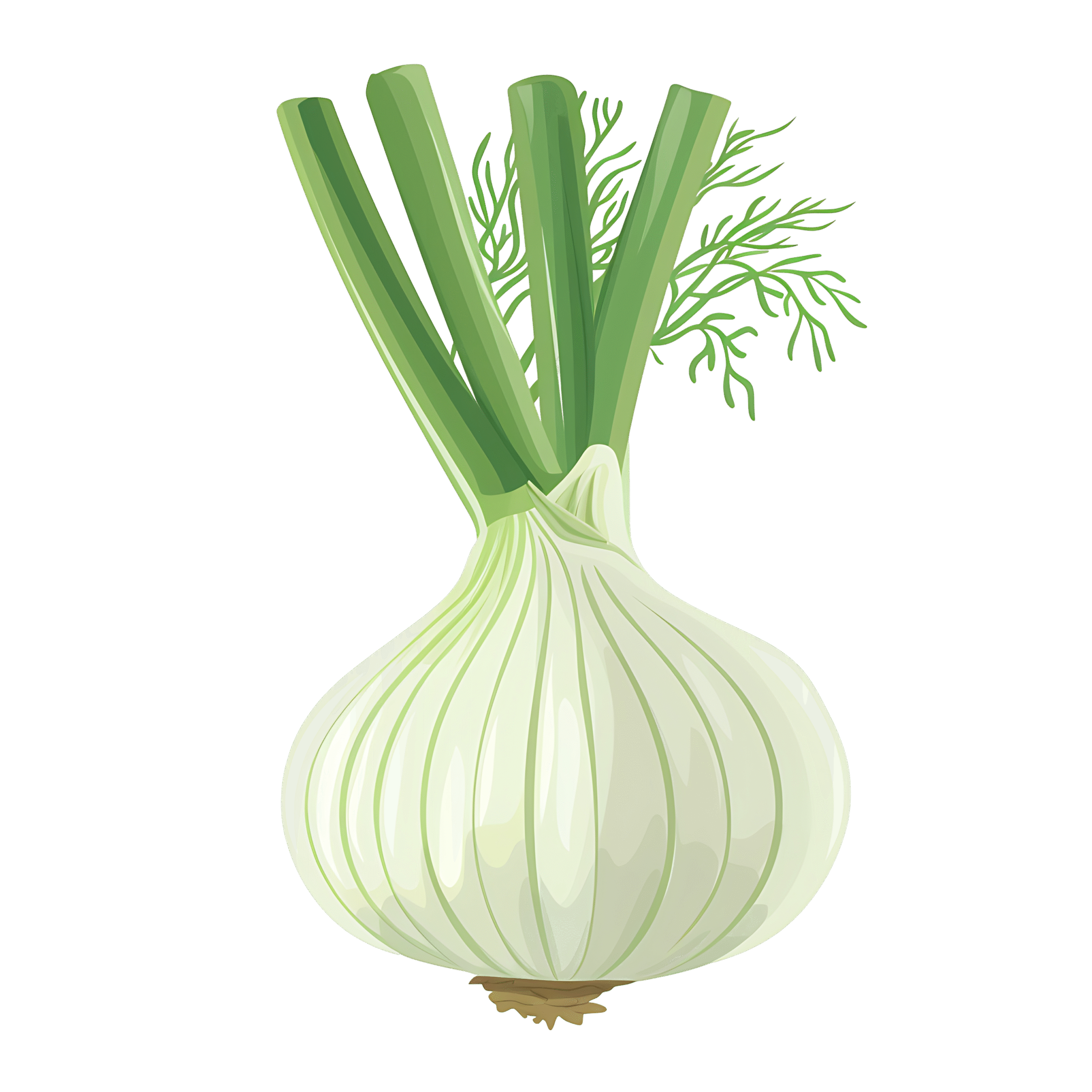 Fennel PNG Clipart Fresh Herb Transparent Image