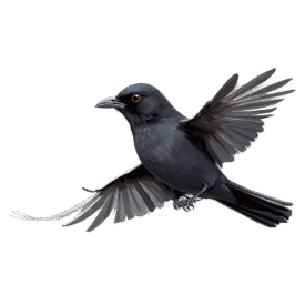 Black Birds PNG Free Download Transparent Background